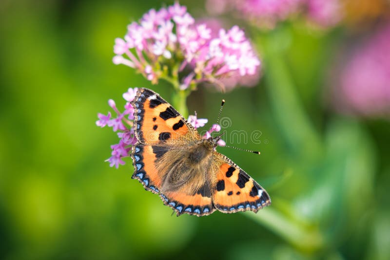 A Small Tortoiseshell Butterfly feeding on flower nectar. this was taken in late summer in Ireland