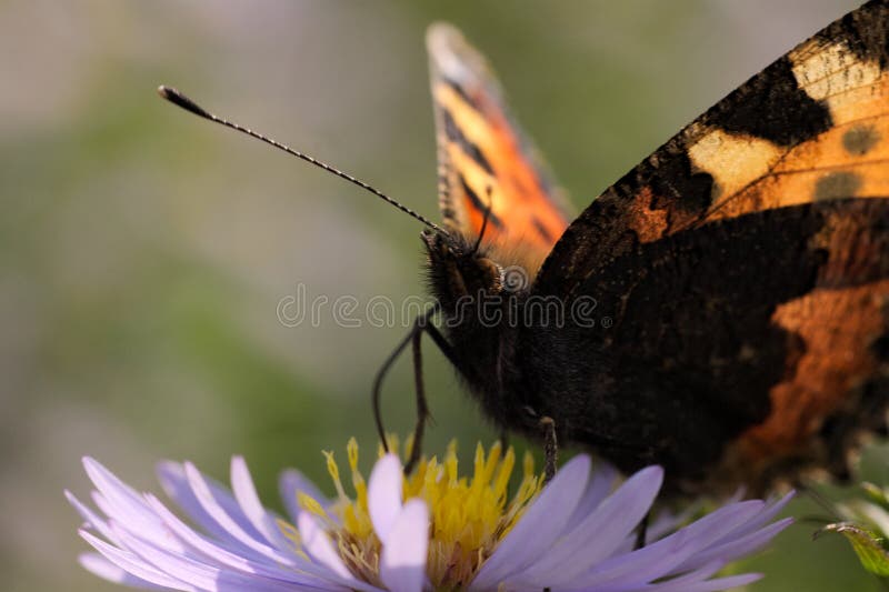 Small Tortoiseshell butterfly in the sunshine on a Sea aster flower. Aglais urticae. Small Tortoiseshell butterfly in the sunshine on a Sea aster flower. Aglais urticae