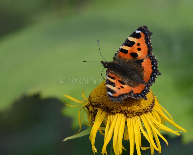 Small tortoiseshell sitting on a yellow flower. Small tortoiseshell sitting on a yellow flower