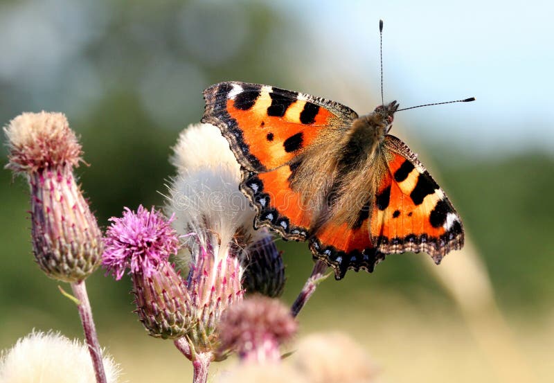 European Small Tortoiseshell (Aglais urticae) feeding on a thistle flower. European Small Tortoiseshell (Aglais urticae) feeding on a thistle flower