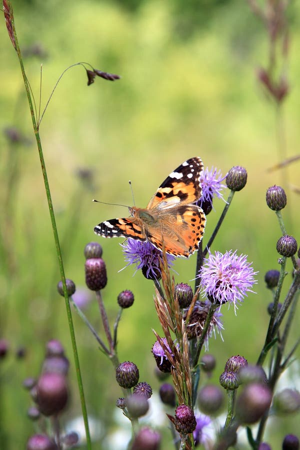 The Small Tortoiseshell (Aglais urticae) is a well-known colourful butterfly, found in temperate Europe. The first description was in 1758 by Linnaeus. The butterfly is auburn with black, blue and yellow spots. Here the butterfly is sitting upon a thistle plant. The Small Tortoiseshell (Aglais urticae) is a well-known colourful butterfly, found in temperate Europe. The first description was in 1758 by Linnaeus. The butterfly is auburn with black, blue and yellow spots. Here the butterfly is sitting upon a thistle plant.