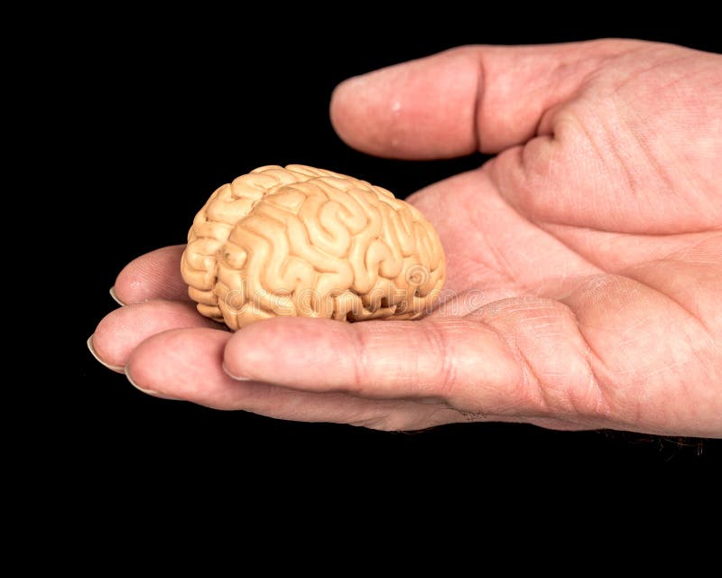 small-toy-brain-held-hand-human-holds-fingers-89716147.jpg