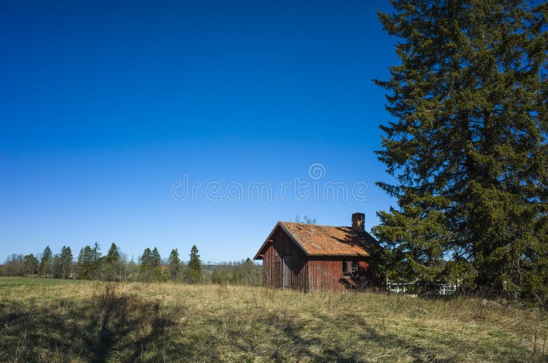 Small traditional swedish red wooden house next to spurse tree in countryside near Vasteras, Sweden nature