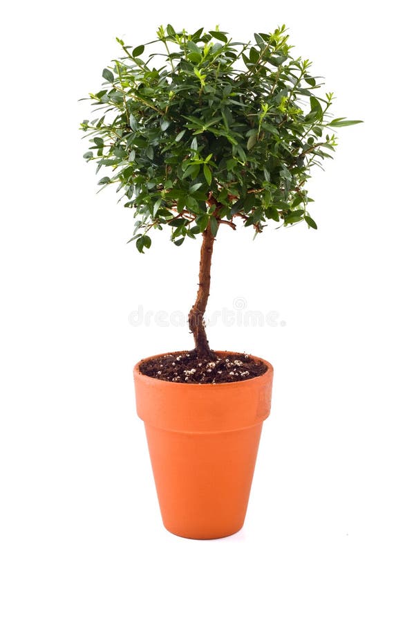 Small tree stock photo. Image of botany, garden, plant 2537936