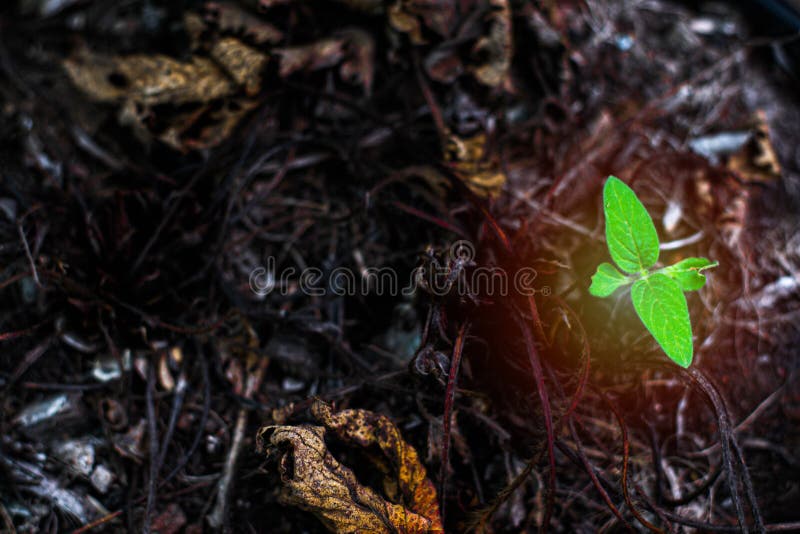 Small tree on the grass royalty free stock photos