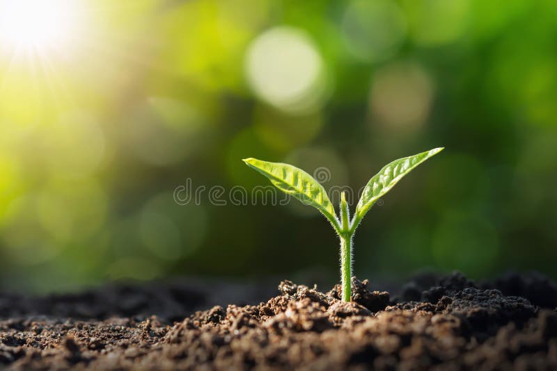 small tree growing with sunrise. green world and earth day concept