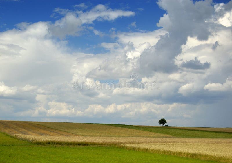 Small tree on the horizon in rural landscape