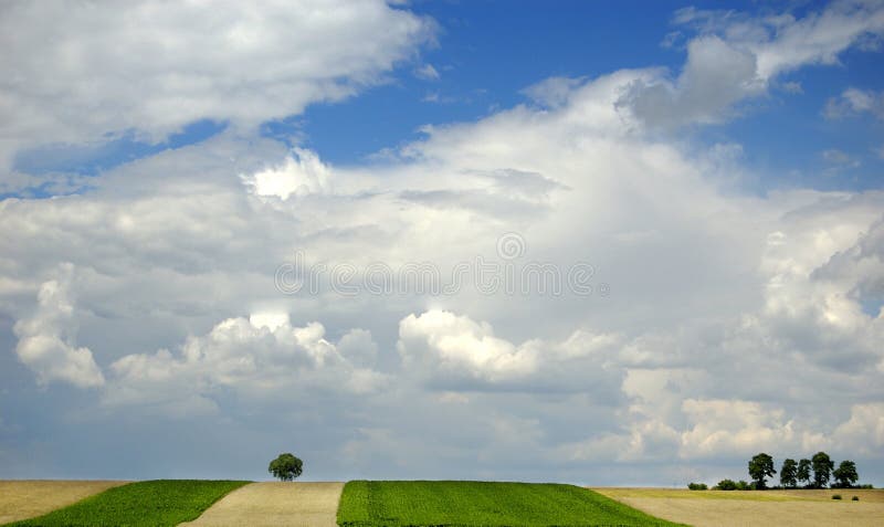 Small tree on the horizon in rural landscape