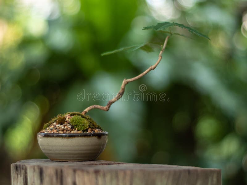 Small Tree Setting Put it in a Small Pot As a Mini Bonsai Stock Photo