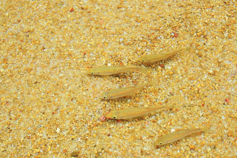 small freshwater fish small freshwater fish