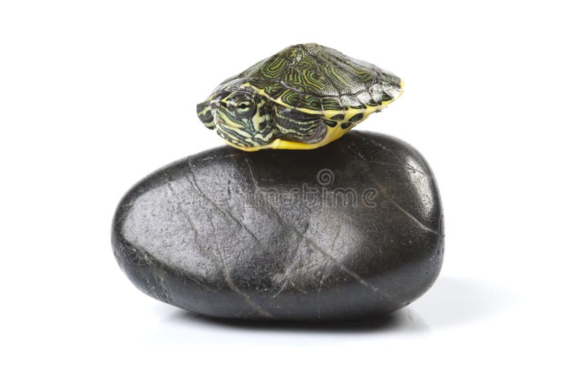 Small turtle