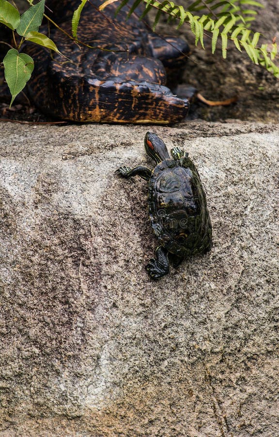 Turtle Climbing a Wall stock photo. Image of water, climb 30019494