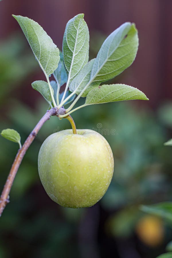 Small Unripe Green Apple Golden Delicious on Apple Tree Stock Photo