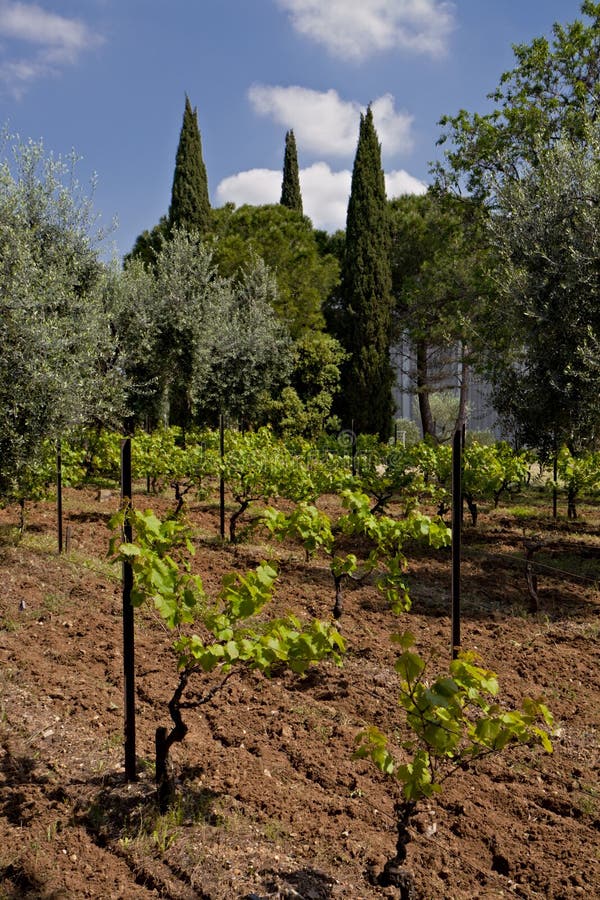 Small vineyard stock photo. Image of outdoor, vine, montpellier 15093820