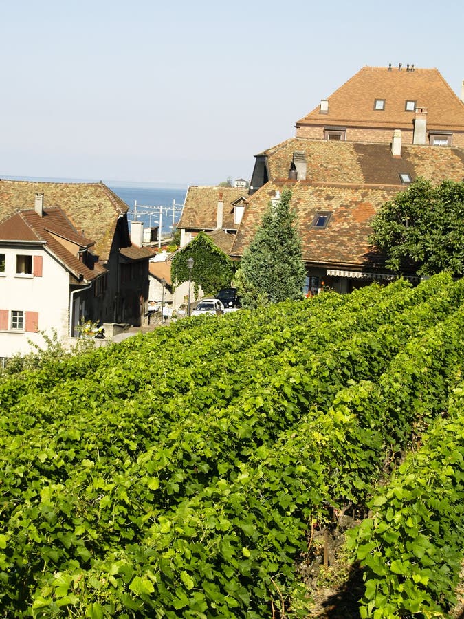 Small vineyard stock image. Image of dessert, artistic 3489385