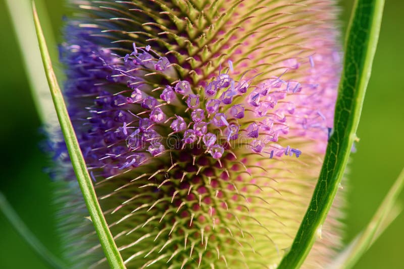 Small violet flowers on the thistle royalty free stock photography Small violet flowers on the thistle royalty free stock photography