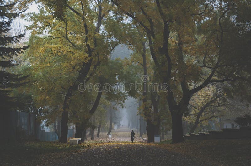 Malá procházka v parku během časného mlhavého rána s vysokými stromy po stranách a mlhou v pozadí.