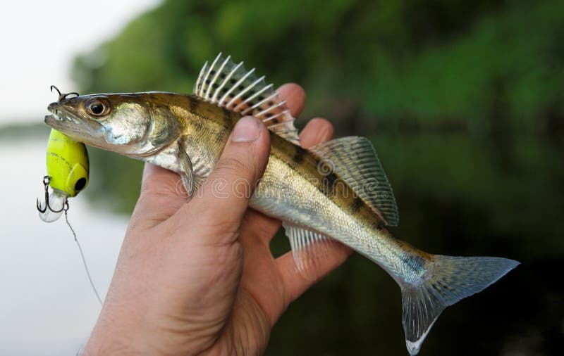 Small Walleye Stock Photos - Free & Royalty-Free Stock Photos from  Dreamstime