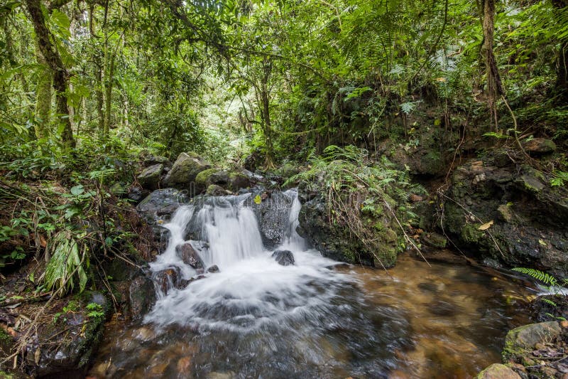 Small waterfall in the dark forest. Waterfalls and vegetation inside the Bwindi Impenetrable Forest in Uganda Africa