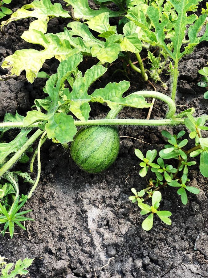 Small Watermelon in the Garden Bed Stock Photo Image of season, soil 124271320