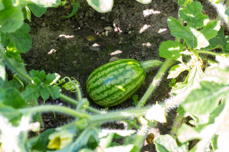 A Small Watermelon Grows in a Garden Bed in the Garden. Ecological Product. Stock Image Image