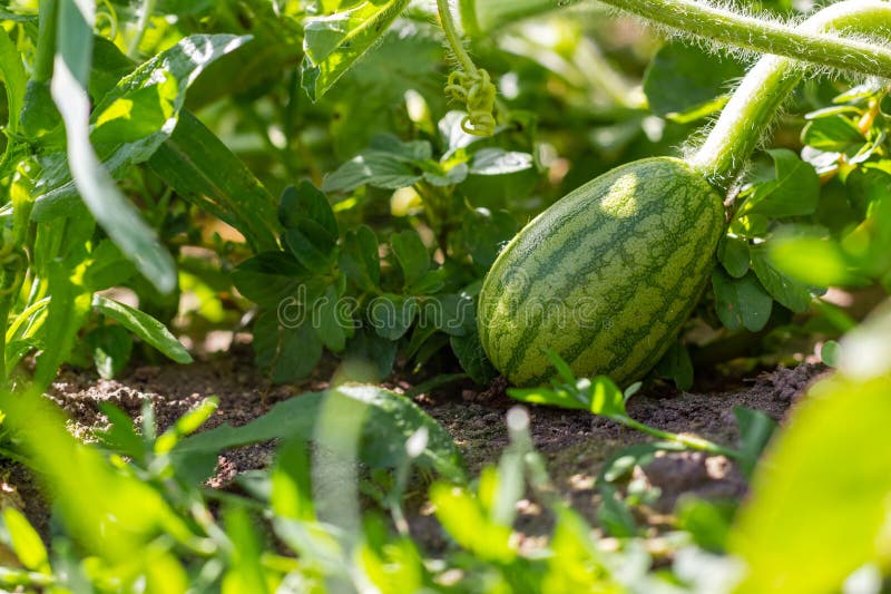 A Small Watermelon Grows in a Garden Bed in the Garden. Ecological
