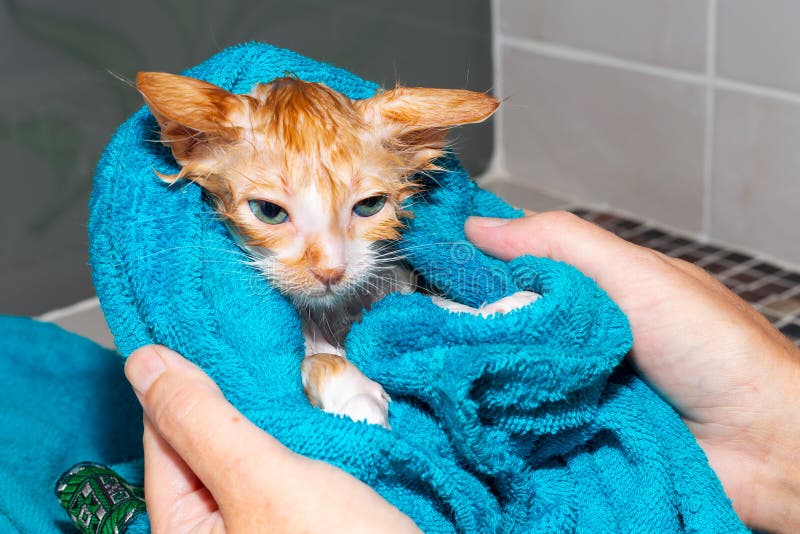 A Small Wet Red Kitten is Wrapped in a Towel after Bathing. a