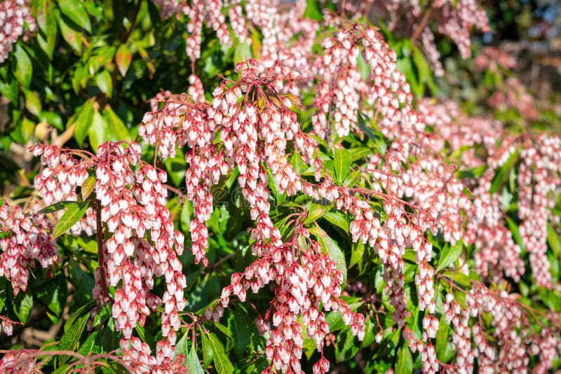 Small white bulbous spring flowers on red stems, among succulent green bush leaves stock image Small white bulbous spring flowers on red stems, among succulent green bush leaves stock image