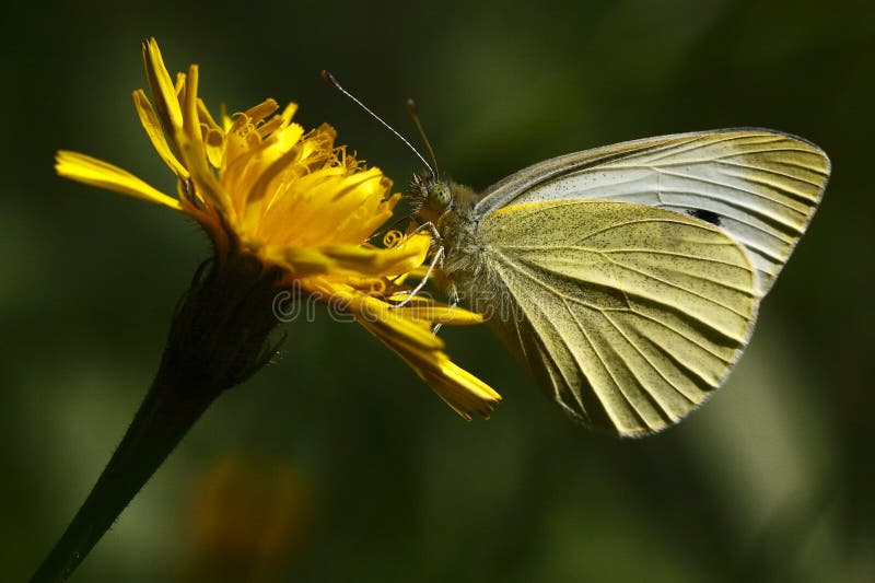 Small white butterfly royalty free stock image