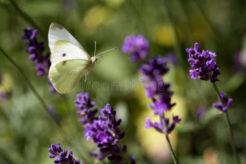 Small White Butterfly Flying in a Lavender Field