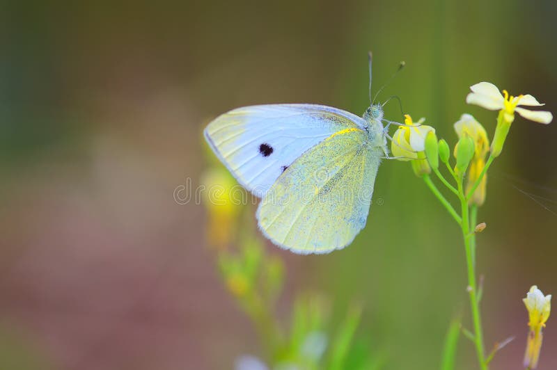 Small White butterfly (Pieris Rapae)