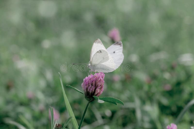 Small white cabbage butterfly on pink clover stock photos Small white cabbage butterfly on pink clover stock photos
