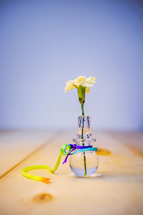 A Small White Carnation Inside a Small Transparent Glass Container