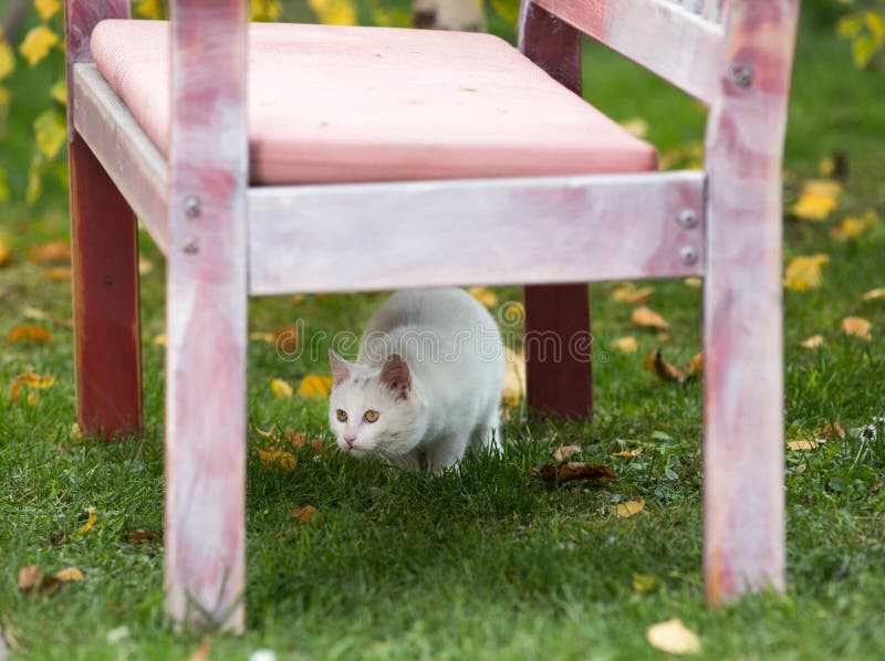Small white cat playing under bench royalty free stock images