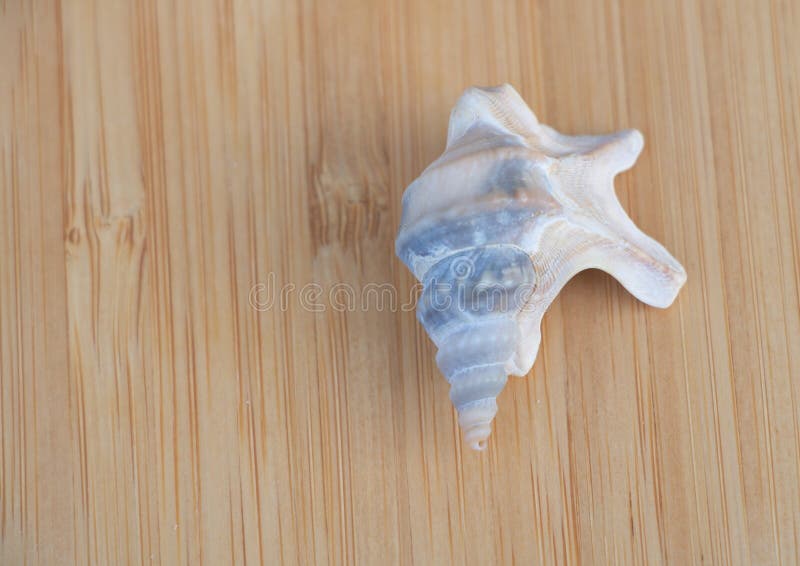 A small, white conch shell with blue streaks on the top sitting on light wood surface royalty free stock photo