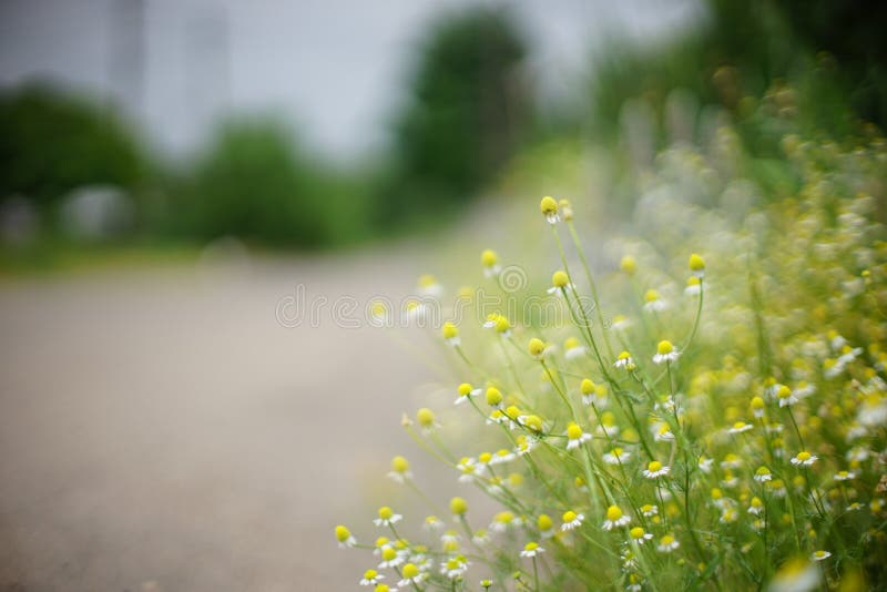 Small white daisy flowers grow by the road. Rural scene on a blurred background. Soft selective focus, art bokeh. royalty free stock photography Small white daisy flowers grow by the road. Rural scene on a blurred background. Soft selective focus, art bokeh. royalty free stock photography