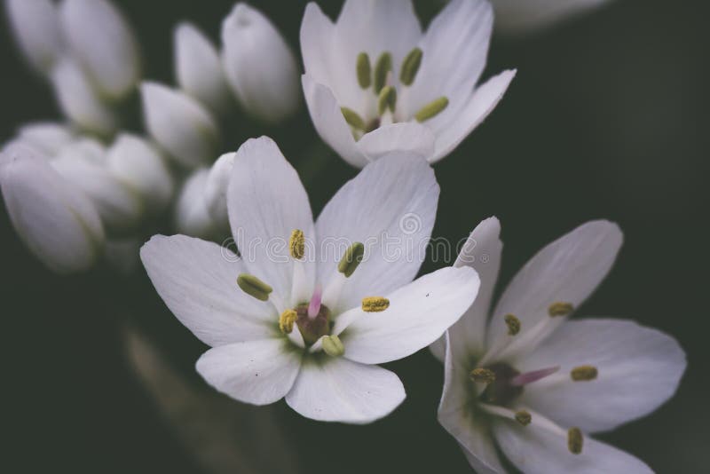 Small White Delicate Allium Flowers Stock Image Image of botanic