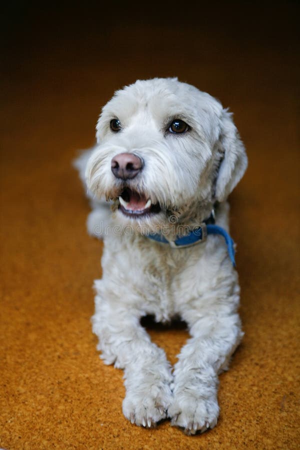 Small White Dog Stock Image Image Of Animal Companion 21299235