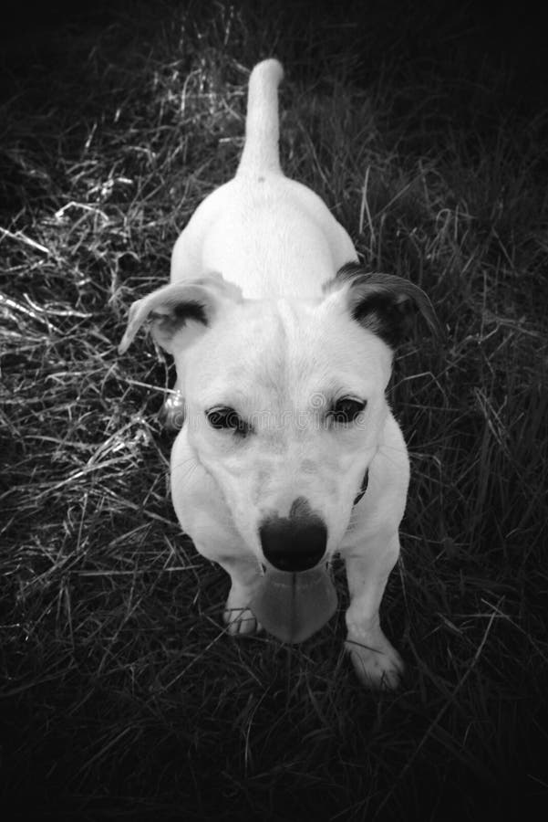 A small white dog royalty free stock photo