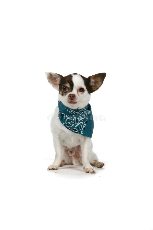 Small white dog with a blue bandana