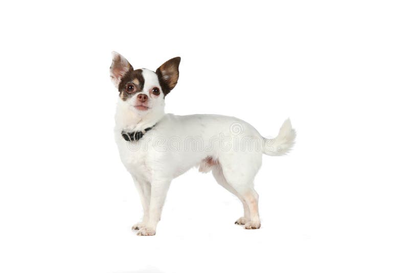 Small white dog with large black ears