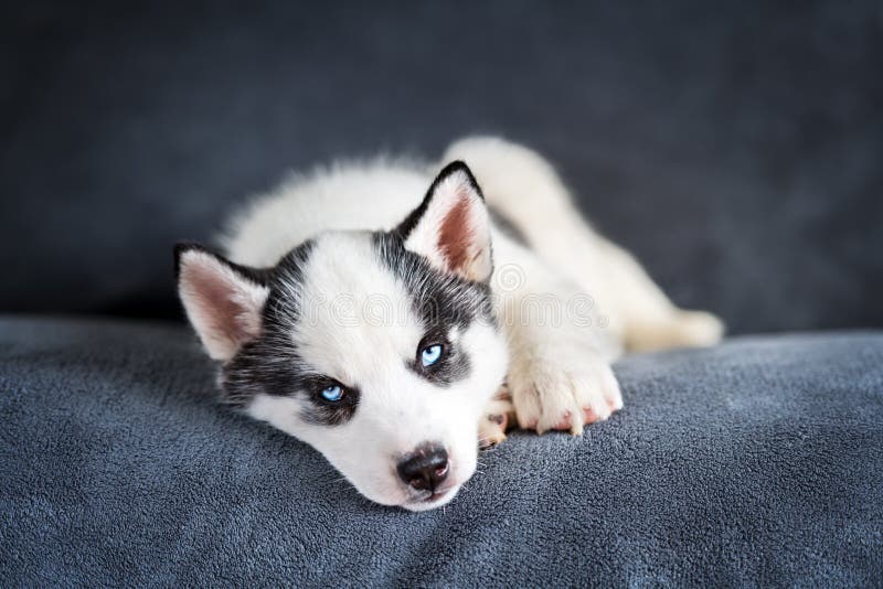 A small white dog puppy breed siberian husky