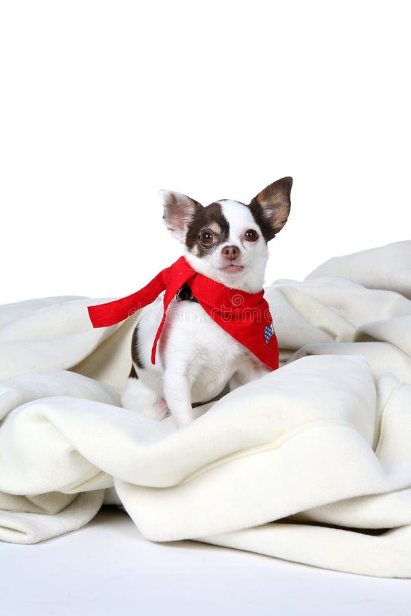 Small white dog with red bandanna around it s neck