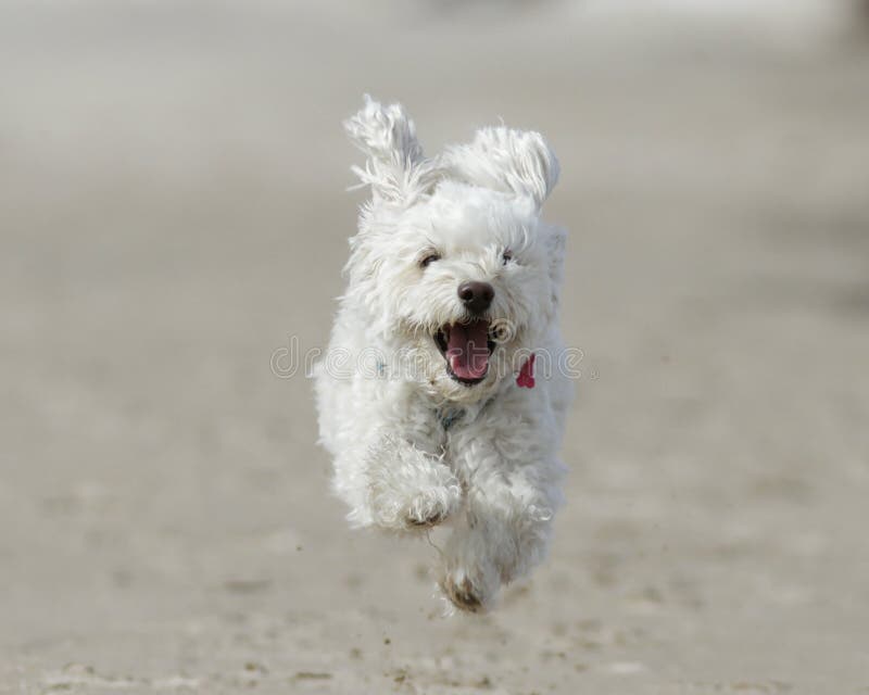 Small White Dog Running on Beach royalty free stock photography