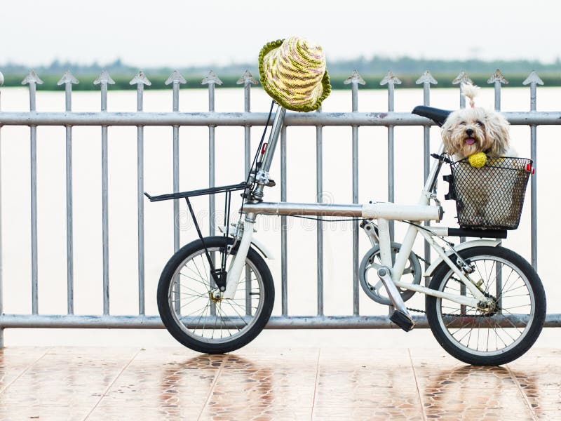 Small White Dog Sitting in a Bicycle Basket. Stock Image Image of