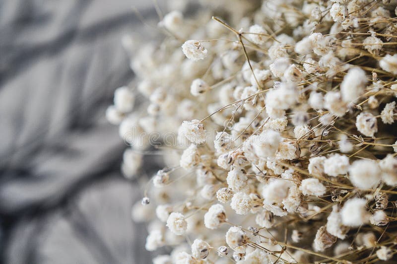 Small White Dried Flower stock image. Image of natural 79082595
