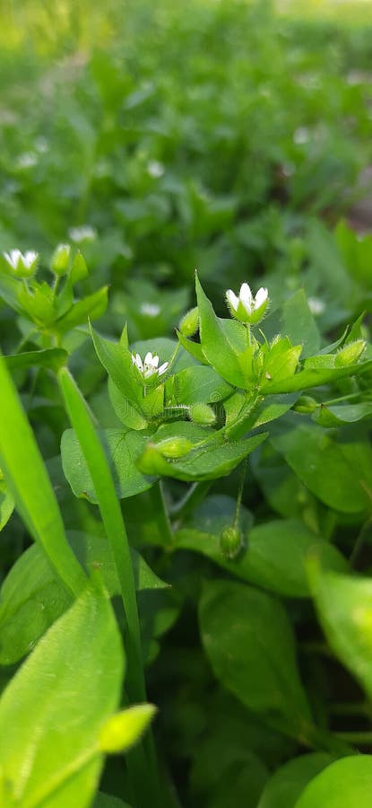 Small white flower with other flowers in blur background. Small white flower with other flowers and green leafs in blur background royalty free stock photography Small white flower with other flowers in blur background. Small white flower with other flowers and green leafs in blur background royalty free stock photography