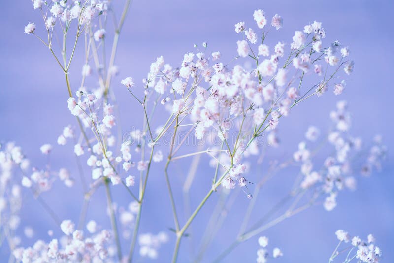 Small White Flowers on a Blue Background Gypsophila Flowers. Baby Breath  Flowers Stock Photo - Image of branch, decoration: 177510544