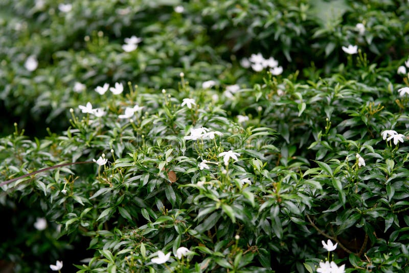 Small white flowers on bush in garden