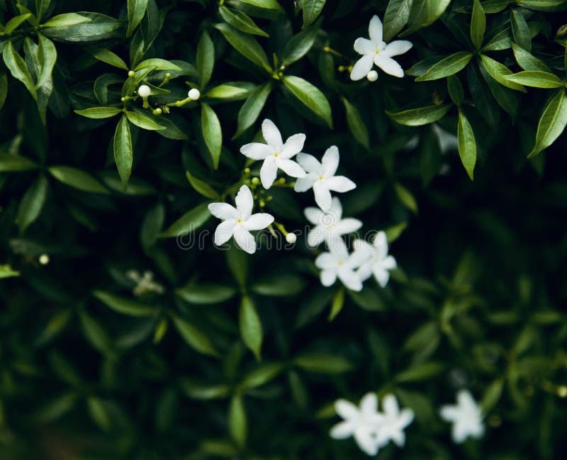 Small White Flowers with Green Leaves of Plants in a Garden Stock